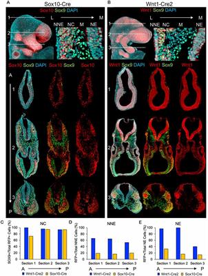 Single-Cell Multiomic Approaches Reveal Diverse Labeling of the Nervous System by Common Cre-Drivers